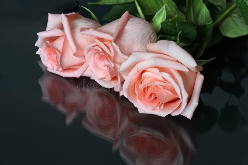  Pink  Roses  On A Black  Background  Stock Photo Image of 