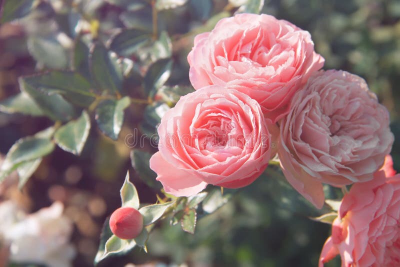 Pink roses in bloom close-up. Beautiful roses in a garden roses in a garden royalty free stock photos