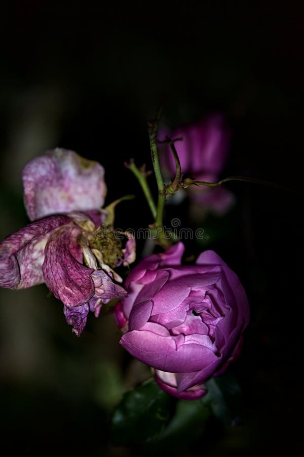 Pink Roses in Bloom Seen Up Close Under a Direct Light Stock Image