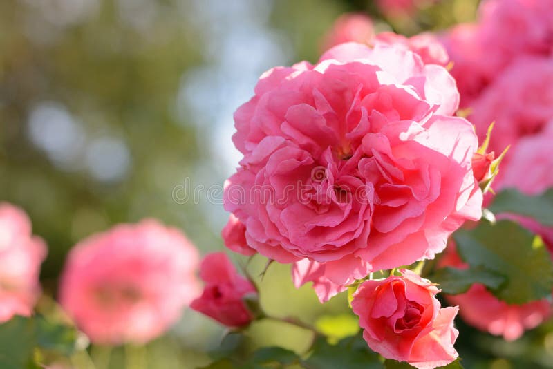 Pink Roses Blossoming Flower Bud Closeup On Sunset On Green Natural ...