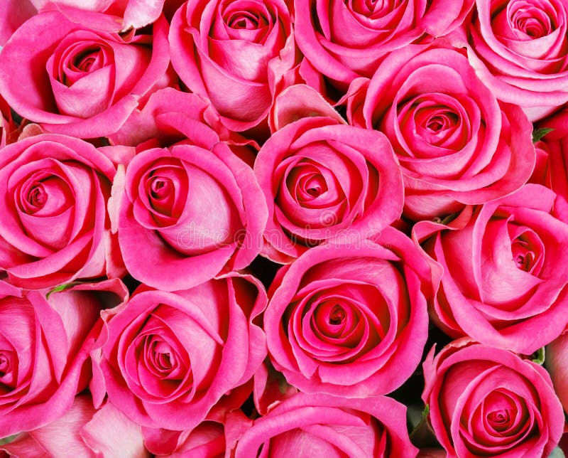 Pink roses