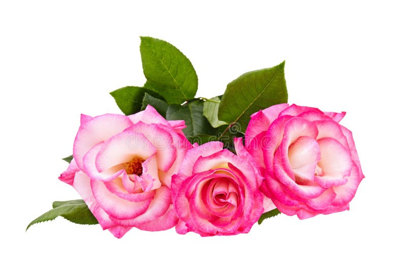 Pink roses bouquet on a white background