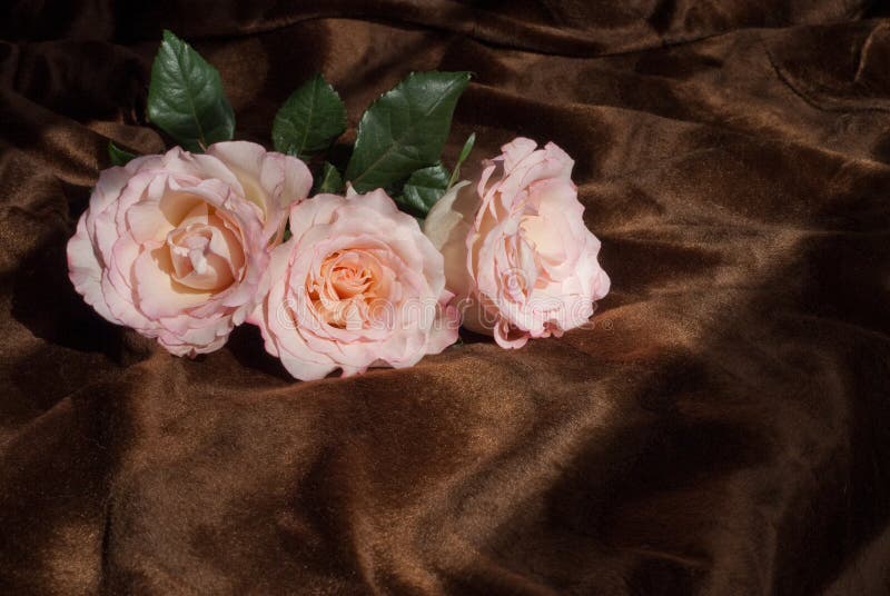 Pink Roses on Brown Throw stock image. Image of seasonal 12718971