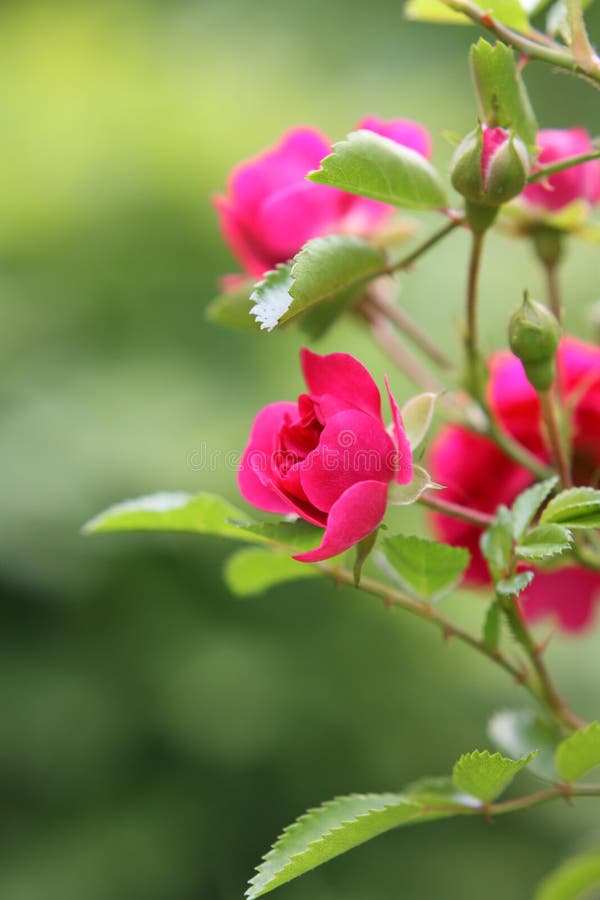 Pink roses on a bush