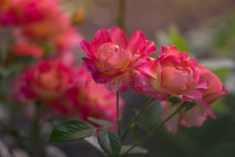Pink Roses Bush with Magical Light in the Summer Garden. Stock Photo