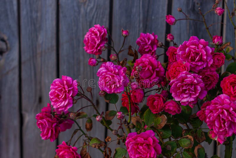 Hoa hồng màu hồng, lấp lánh trên nền gỗ cũ tạo nên một vẻ đẹp đầy tinh tế và sang trọng. Nếu bạn là tín đồ của sự đơn giản và thanh lịch, hãy xem bức ảnh này.