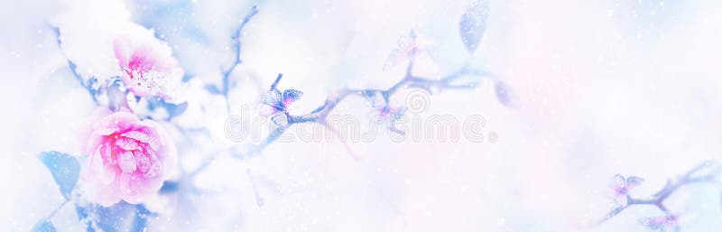 Pink roses and butterflies in the snow and frost on a purple and white background. Artistic winter natural image.
