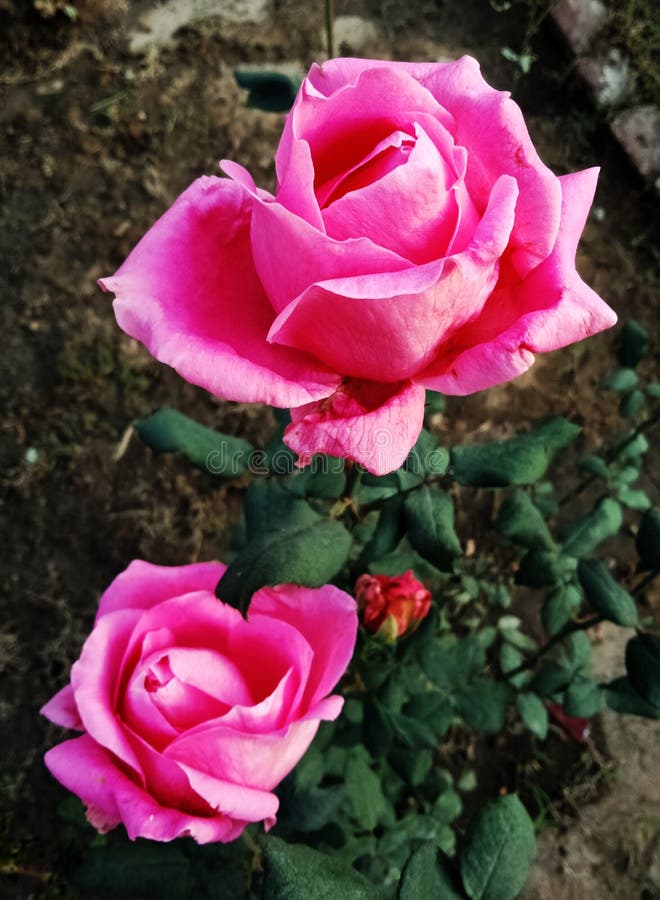 Red roses stock image. Image of concept, bright, beautiful 131582395