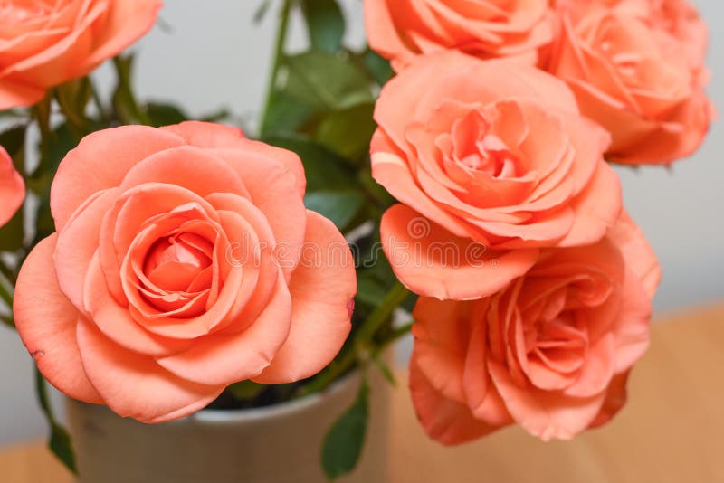 Pink Roses Close Up with a White Background Stock Photo Image of rose
