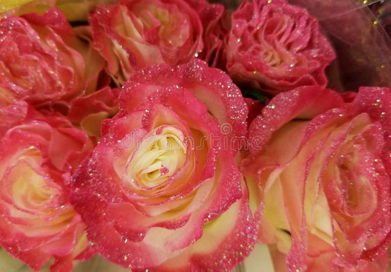 Bright Pink Glitter Roses - Black Box (5 Roses)