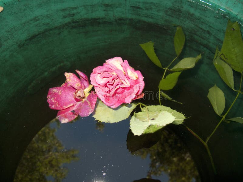 Cut pink roses stock image. Image of blooming, environment 170135909