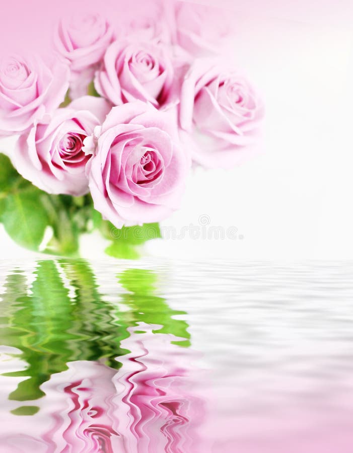 Pink roses in flood