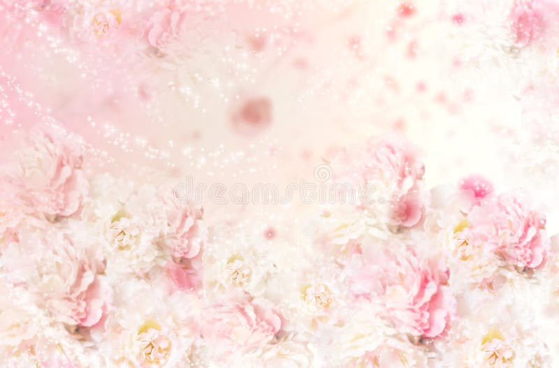 Pink Roses Floral Background. Red Flowers. Pink Roses Floral Background. Red Flowers