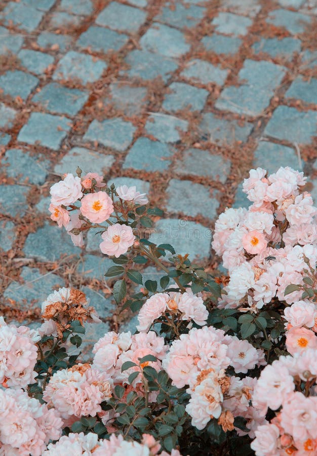 Pink Roses Flower Aesthetic Wallpaper. Summer Time, Bloom Concept Stock Image - Image of aesthetic, wallpaper: 221293355 Pink Roses Flower Aesthetic Wallpaper. Summer Time, Bloom Concept Stock Image - Image of aesthetic, wallpaper: 221293355