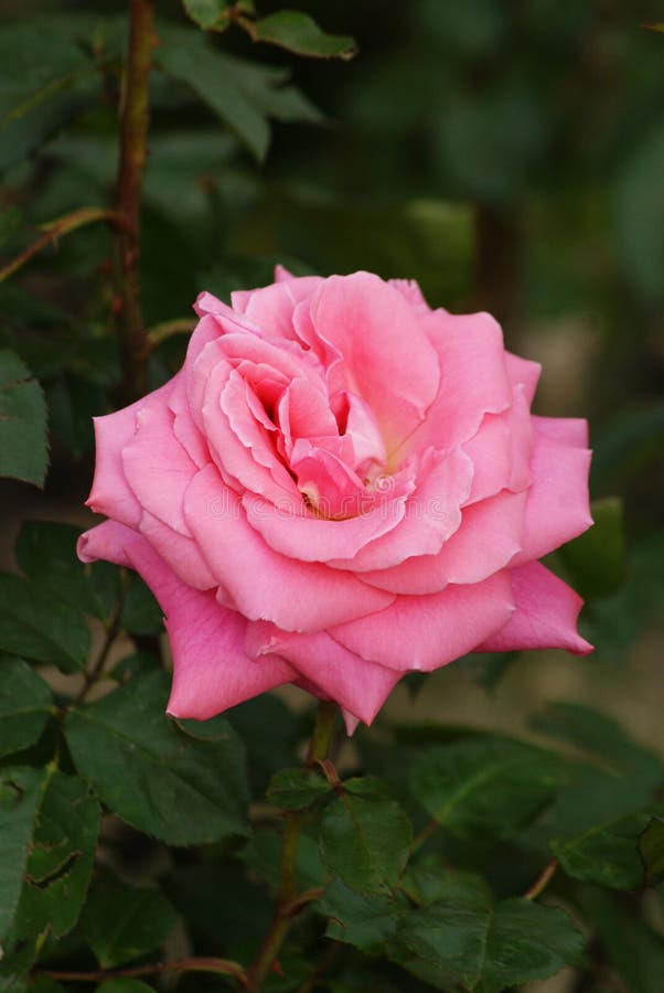 Pink roses flower spain stock image. Image of flower 137065783
