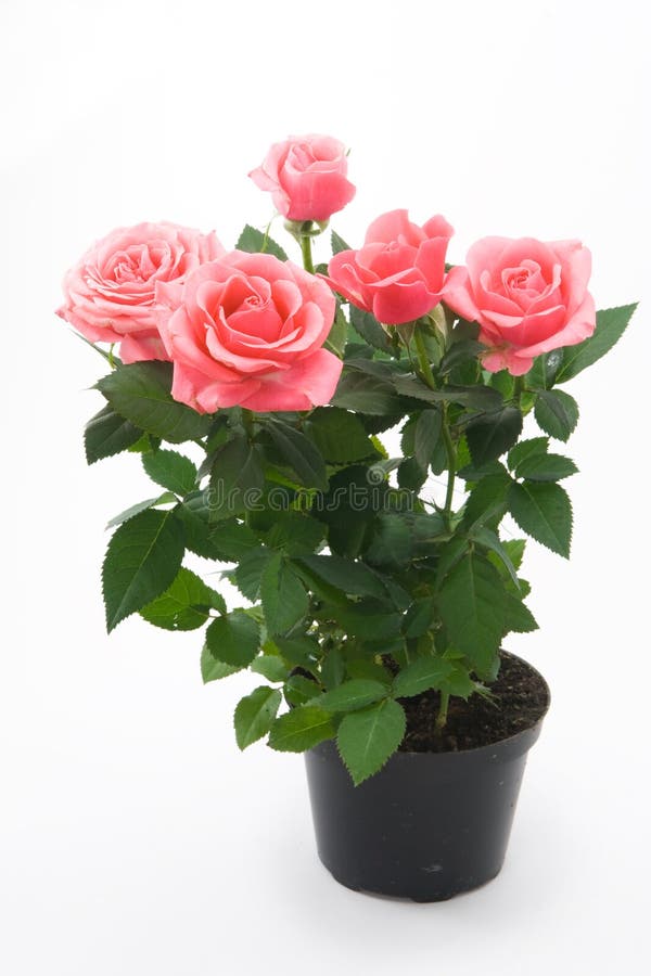 Pink roses in flowerpot