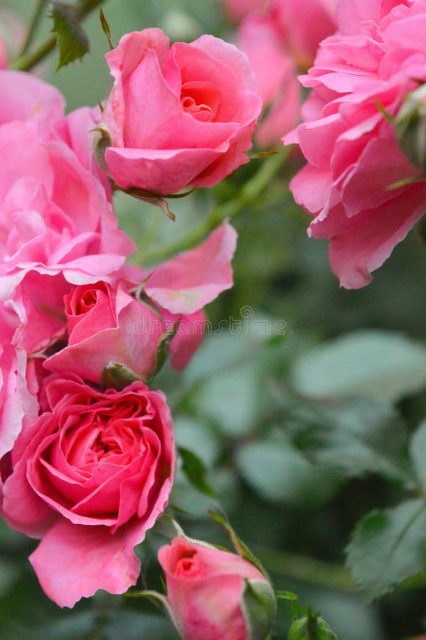 Pink Roses Flower on White Background, White Background Isolated. Stock