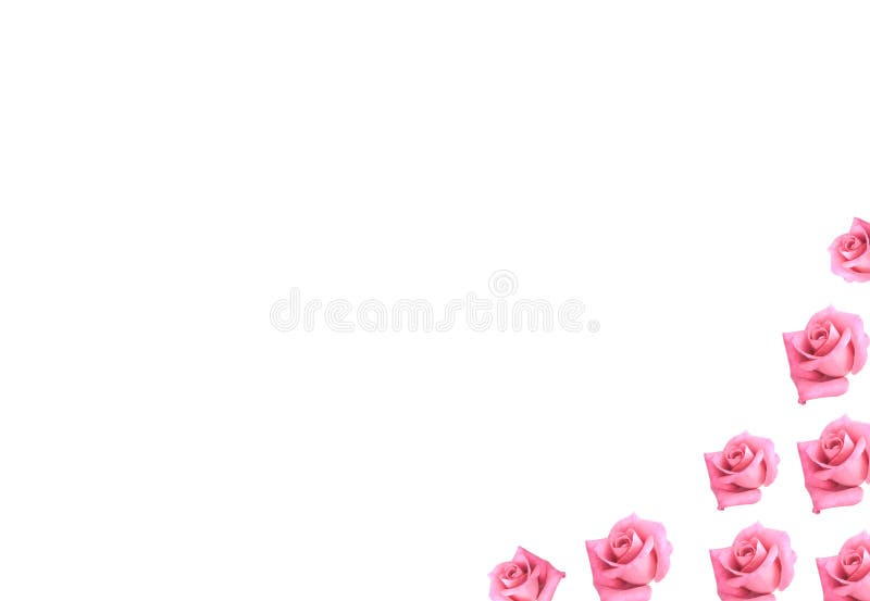 Pink rose flowers isolated on white background as border for card or scrapbooking. Pink rose flowers isolated on white background as border for card or scrapbooking