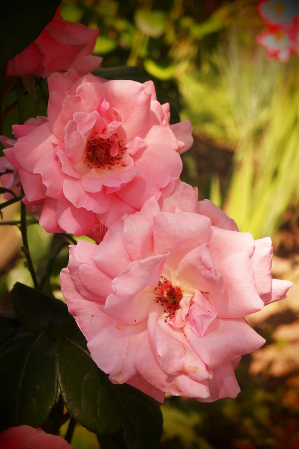 Pink roses flowers in detail with colorful blurred background stock photo Pink roses flowers in detail with colorful blurred background stock photo