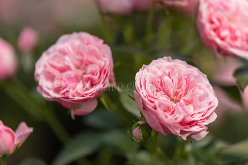 Pink Roses in Full Bloom in the Sun Stock Photo Image of decoration