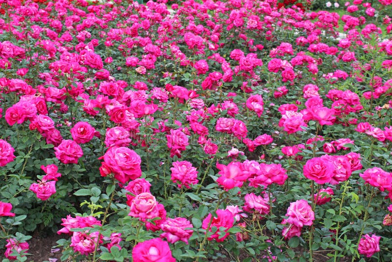 White Trellis Supporting A Red Rose Vine Stock Photo Image Of Latticework Bouquet 28812014