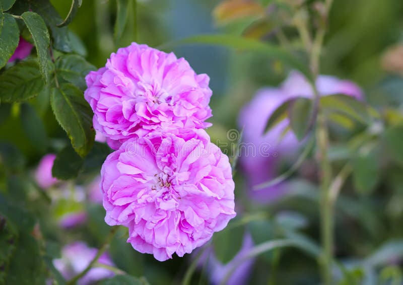 Pink Roses in the Garden. Decorative Garden Plants Blooming Outdoors