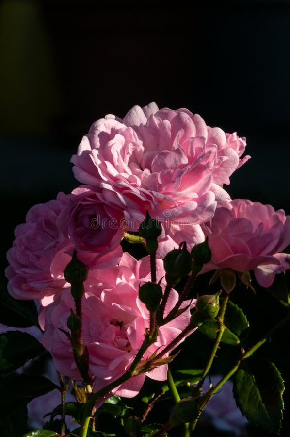 Pink Roses on a Green Bush on Sunlight Stock Photo Image of garden