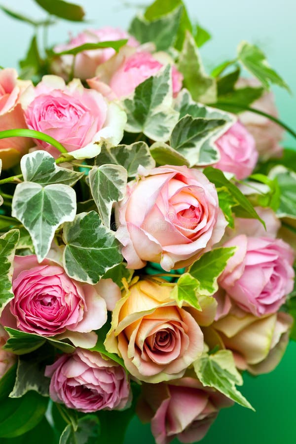 Pink roses and Green ivy stock image. Image of pink, petal 36387463
