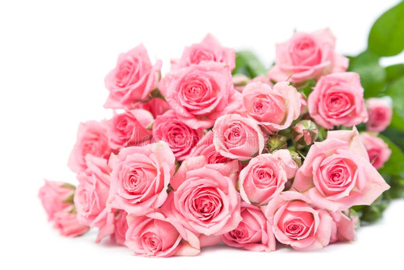 White rose stock image. Image of petals, nature, perfume - 13125181