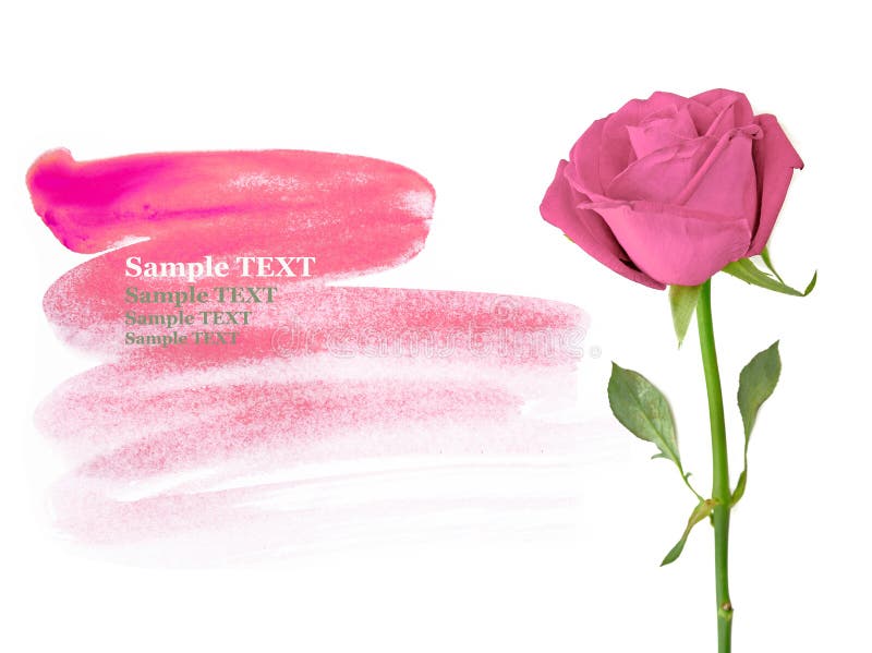 Pink Roses Isolated on White with Sample Text. Stock Image Image of