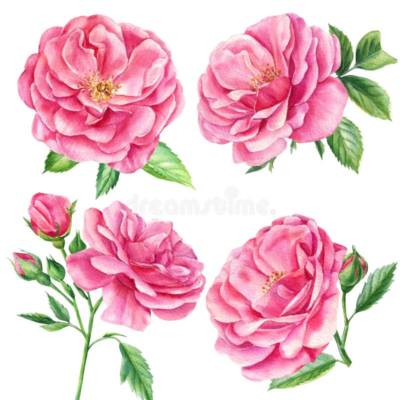 Pink Roses, Flowers and Leaves on an Isolated White Background ...