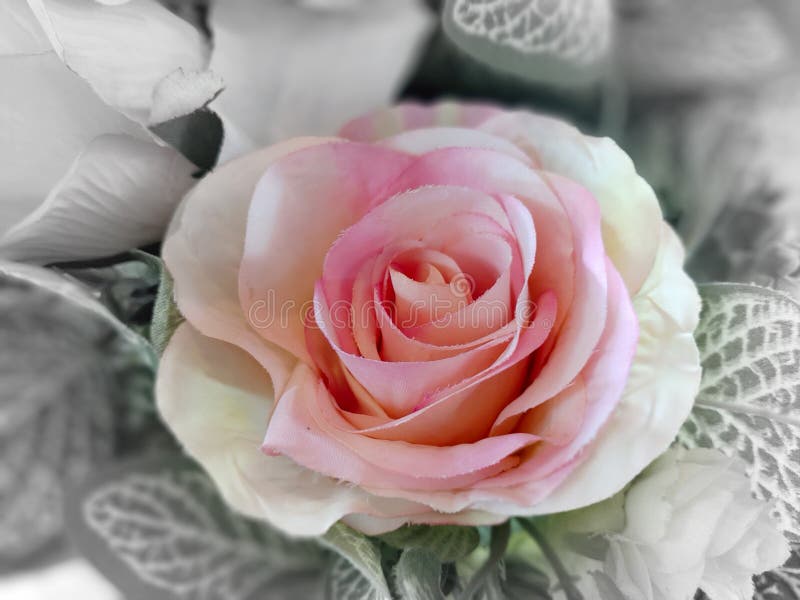 Pink roses are made of fabric in vintage tone royalty free stock images