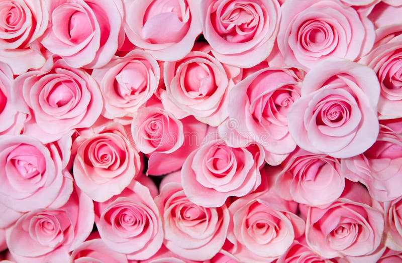 pink roses in 50 cm kraft paper │ /en
