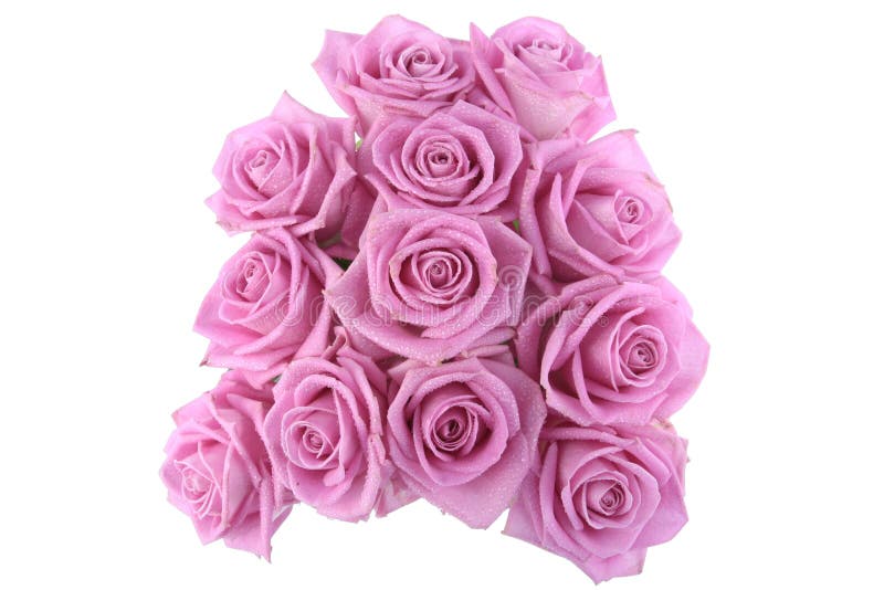 pink roses over white background