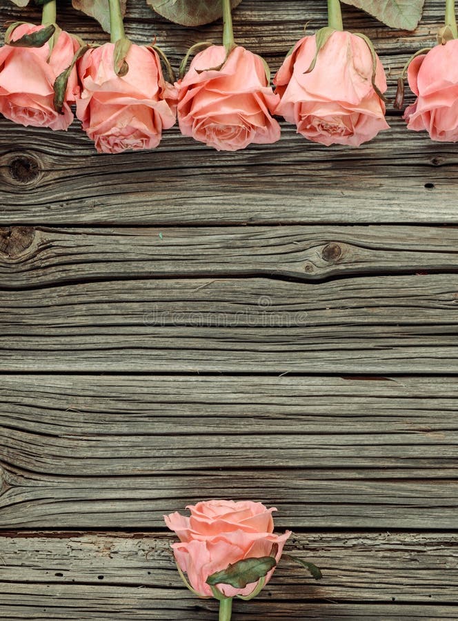 Pink roses rustic Valentines Day background