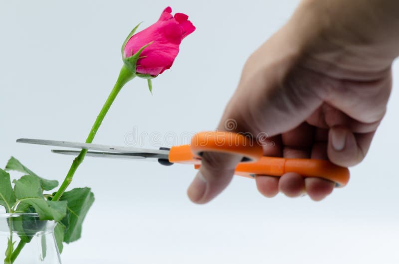 Roses and scissors stock image. Image of scissors, leaf 24637489