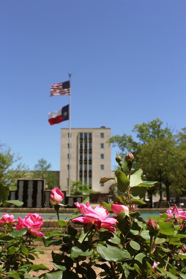 Pink Roses With Smith County Courthouse Tyler, TX in Background royalty free stock photos