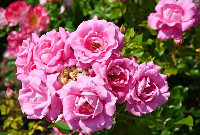 Pink roses in summer time stock photo. Image of summer 150314046