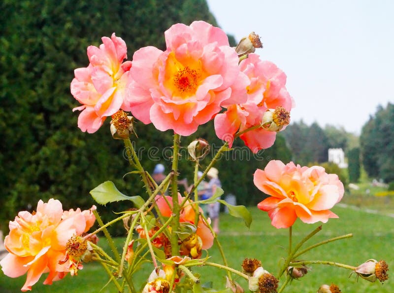 Pink Roses in the Valley of Roses Stock Image Image of fragrant