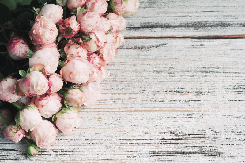 Pink bush roses on vintage wooden background with copy space for text. Wedding floral frame stock photography Pink bush roses on vintage wooden background with copy space for text. Wedding floral frame stock photography