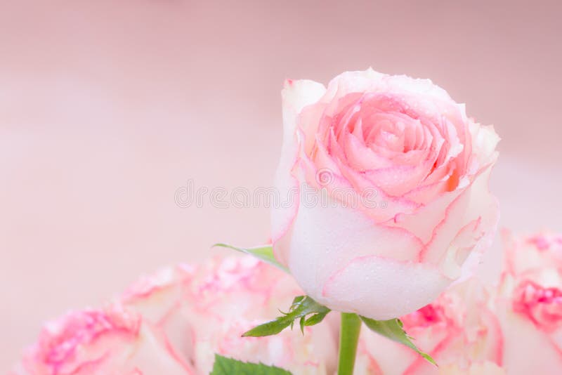 Pink roses and water drops.