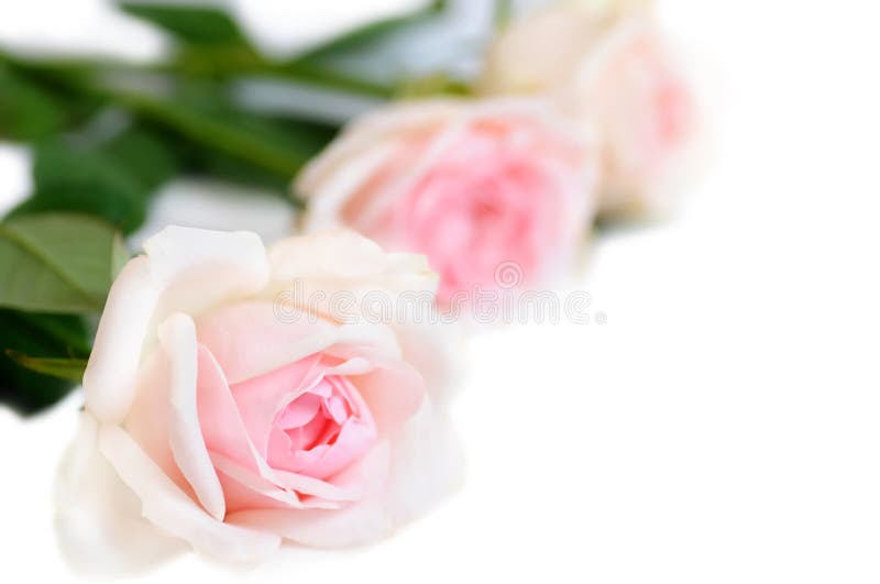 Pink roses on white background