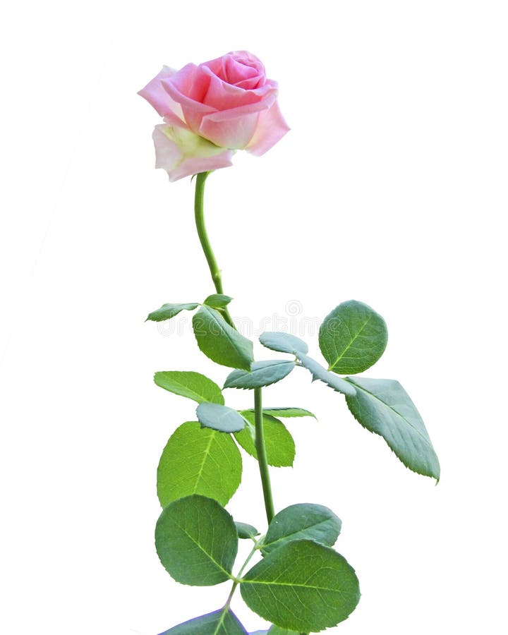 Pink rose head isolated on pastel pink background. Flat lay. Copy