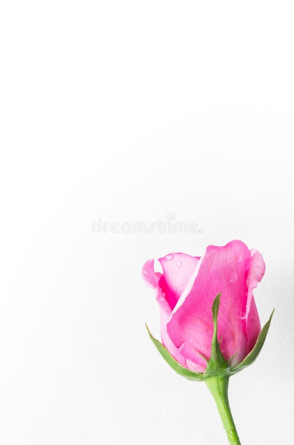 Pink Roses on a White Background Stock Photo Image of pink, decorated