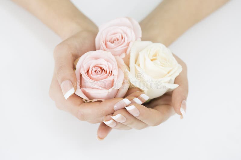 Pink roses in woman hands stock image. Image of background 81727311