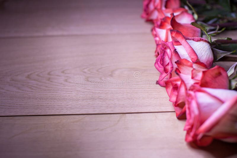 Pink Roses on a Wooden Background Stock Image Image of nature