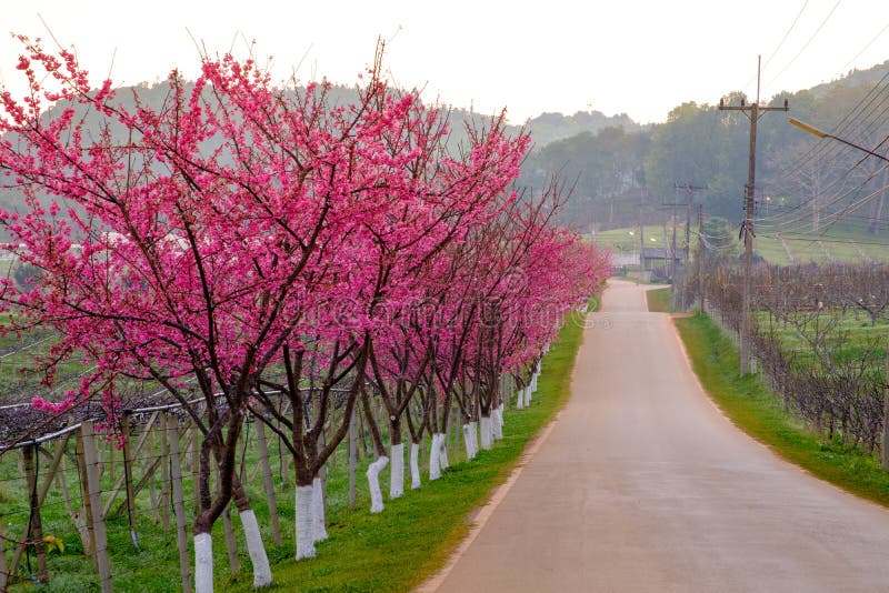 Pink route derived from the beautiful of Sakura, Cherry Blossoms in doi angkhang mountain Royal Agricultural Station Angkhang, royalty free stock image Pink route derived from the beautiful of Sakura, Cherry Blossoms in doi angkhang mountain Royal Agricultural Station Angkhang, royalty free stock image