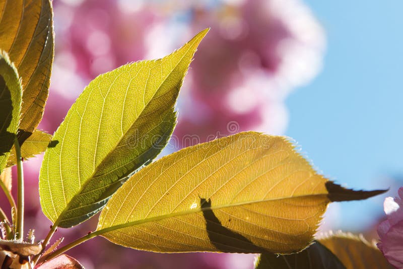 Pink sakura cherry blossom with green leaves ,on nature backdrop, closeup.