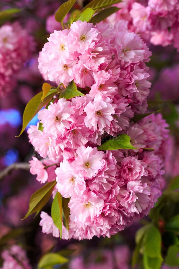 Pink Sakura Flower Blooming Stock Photo - Image of asia, blue: 54323798