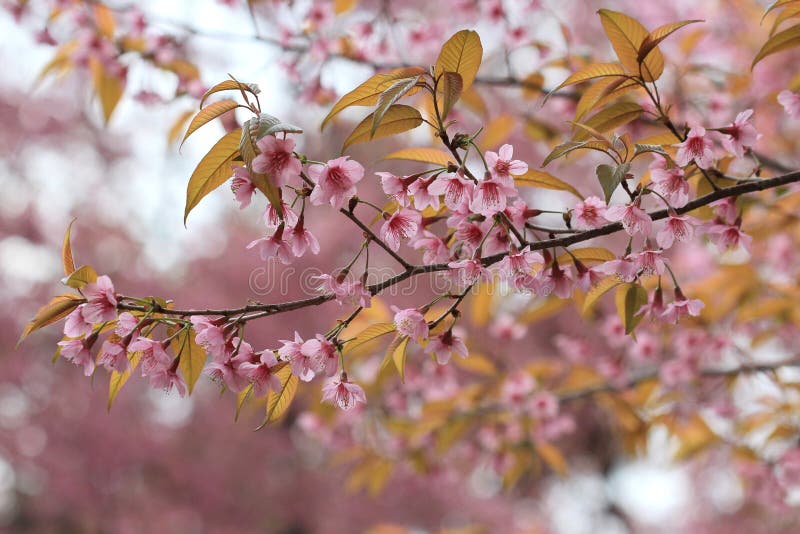 1,921,414 Flower Tree Stock Photos - Free & Royalty-Free Stock Photos from  Dreamstime